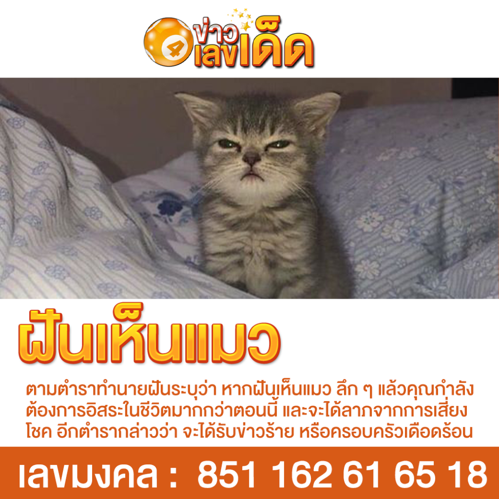 ฝันเห็นแมว