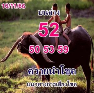 หวยควายนำโชค 16-11-66