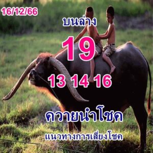 หวยควายนำโชค 16-12-66