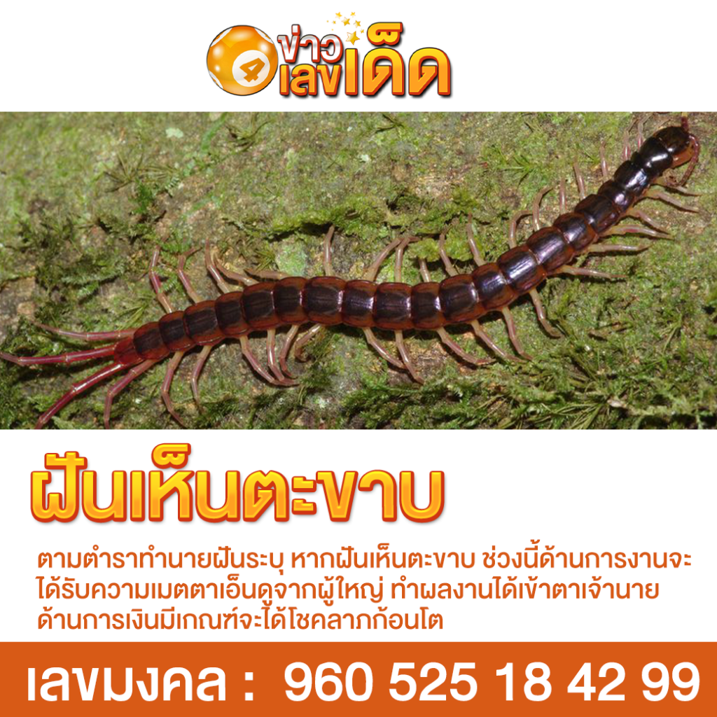 ฝันเห็นตะขาบ